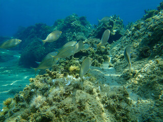 Naklejka na ściany i meble Salema porgy or dreamfish (Sarpa salpa) undersea, Aegean Sea, Greece, Halkidiki
