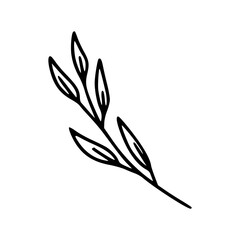 Flower Botanical Floral Detail Outline Illustration