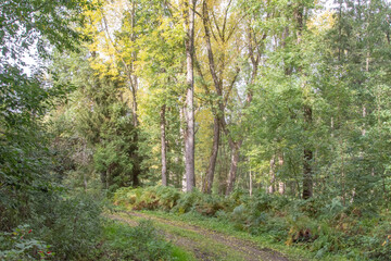 A path in the forest