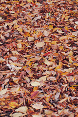 Large number of red and yellow and orange autumn leaves fallen on an empty park.