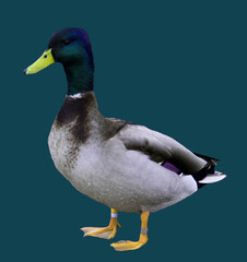 Abstract duck design