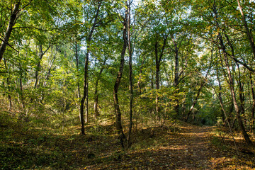 Autumn. Colorful leaves on the trees in the park. Selective focus.