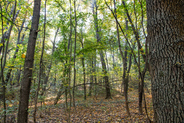 Autumn. Colorful leaves on the trees in the park. Selective focus.