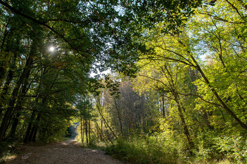 Autumn. Colorful leaves on the trees in the park. Selective focus.