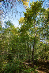 Autumn. Colorful leaves on the trees in the park. Selective focus.