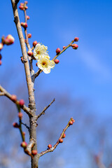 梅の花