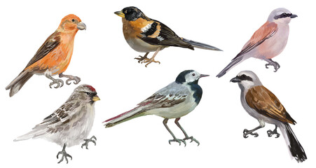 Fototapeta premium Digital set with regional northern birds. White background