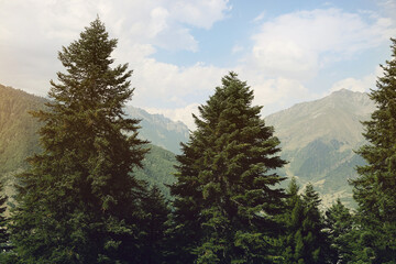 Fototapeta premium Beautiful trees and mountains under light blue cloudy sky