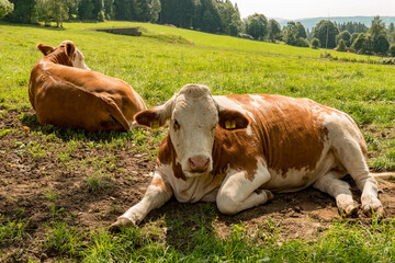 cows in the meadow