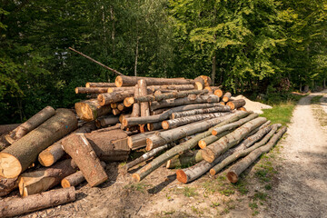 firewood cut in the forest to sale