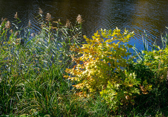 Autumn state of nature on a sunny day on the river.