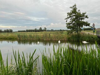 Beautiful view of swans on river, reeds and cloudy sky
