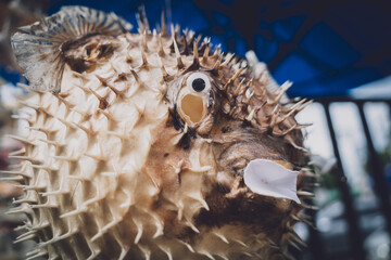Porcupinefish or puffer fish in souvenir shop.