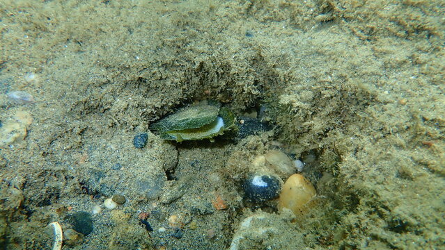 Seashell of bivalve mollusc wing shell or European wing-oyster, European wing shell or glassy wing-oyster (Pteria hirundo) undersea, Aegean Sea, Greece, Halkidiki