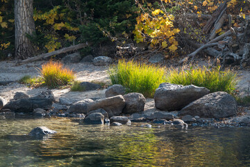 Fototapeta na wymiar Colorful Rocky and Grassy Fall Shoreline Colors Along Jenny Lake, Grand Teton National Park, Jackson Hole, Wyoming