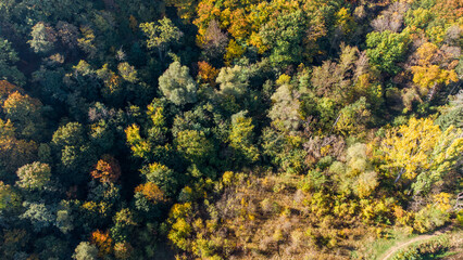 Autumn. Colorful leaves on the trees in the park. Selective focus.