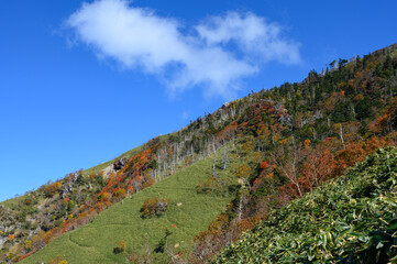 Naklejka premium 紅葉