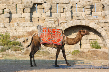 camel on the background of ancient masonry in Side