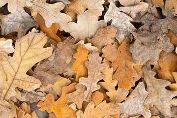 abstract natural background of oak leafs