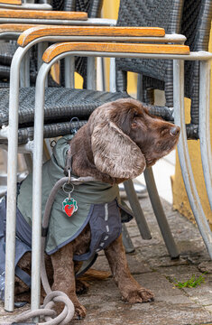 Wartender Hund, an Stapelst&uuml;hlen angebunden