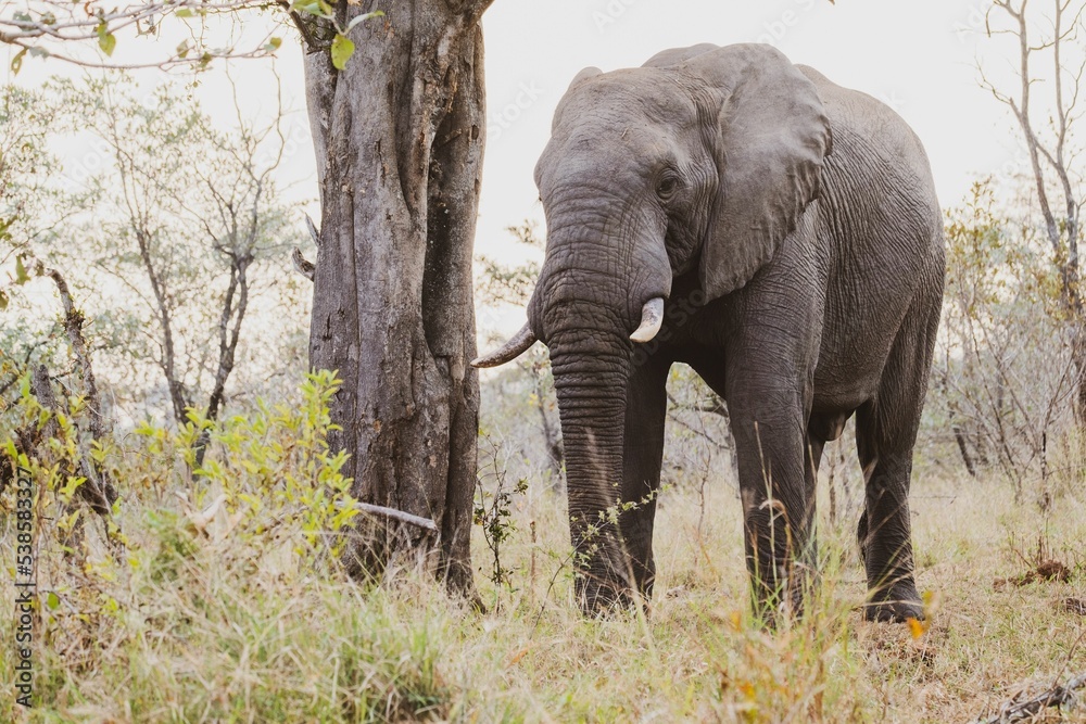 Sticker Large gray elephant grazing on a field in a nature reserve