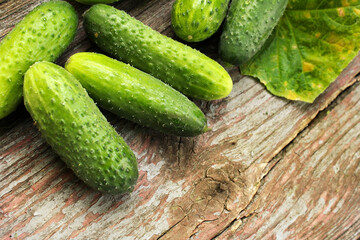 Young green cucumbers on a wooden table on the farm. 