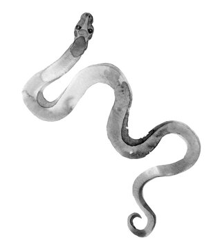 Black snake. Viper reptilian animal. Watercolor realistic illustration