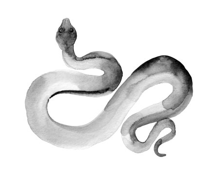 Black snake isolated on white background. Watercolor illustration of snake Chinese Zodiac animals concept