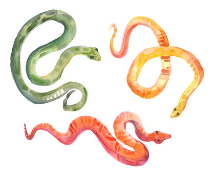 Small striped multicolored snakes. Watercolor isolated illustration. Set for creating striped cartoon snakes