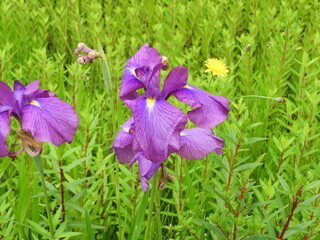 花しょうぶ