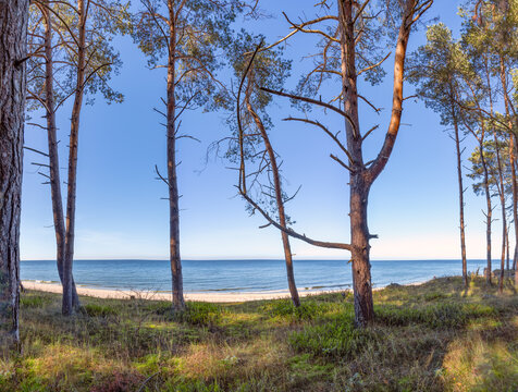 traumhafter wei&szlig;er Sandstrand  - Blick durch den D&uuml;nenwald auf die Ostsee zwischen Zinnowitz und Zempin auf der Insel Usedom