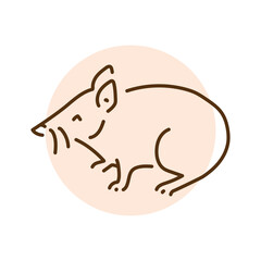 Proboscis couscous color line illustration. Animals of Australia