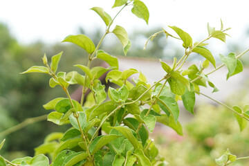Gymnema Sylvestre Medicinal Plant Leaves. This plant is a good medicine for diabetes.Common names include gymnema, Australian cowplant and Gurmar.