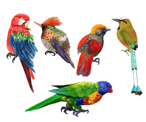 Digital set with colorful tropical birds. Transparent layer.