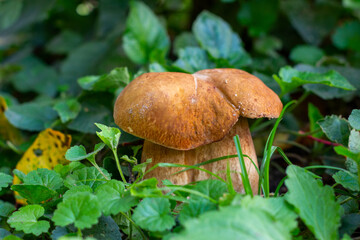 A white mushroom porcini growing in the forest on an autumn day close-up