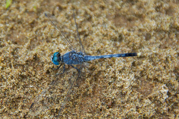 blue dragon fly