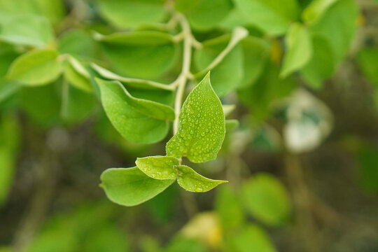Gymnema Sylvestre Medicinal Plant Leaves. This plant is a good medicine for diabetes.Common names include gymnema, Australian cowplant and Gurmar.
