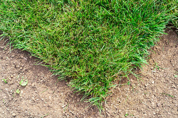 Triangular plot of turf with green grass on the soil in the field top view. Edge of newly laid turf...