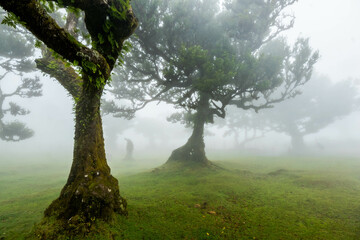 The forest of Fanal shrouded in mist