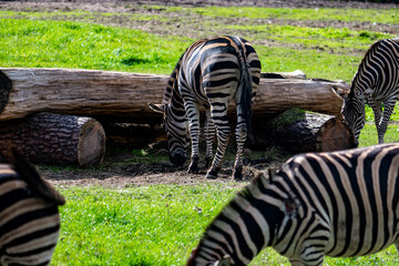 zebra in zoo