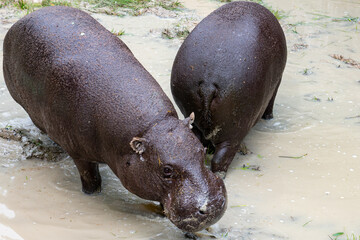 hippopotamus in water