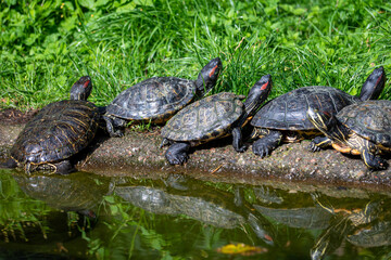 turtle on the water