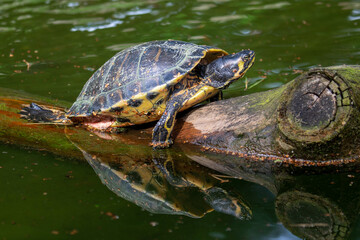 turtle on the water