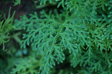 Lush green moss. Close-up. Green moss background. There is space for designing web banners. Wide. Panorama. Nature.