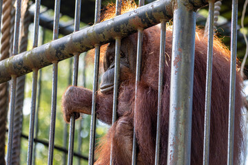orangutan with kind eyes - obrazy, fototapety, plakaty