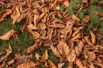 Autumn leaves