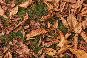 Autumn leaves