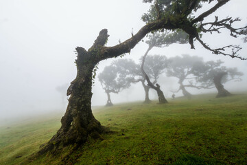 Obraz premium The forest of Fanal shrouded in mist