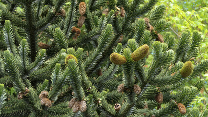 Chilean Araucaria, Araucaria araucana, 