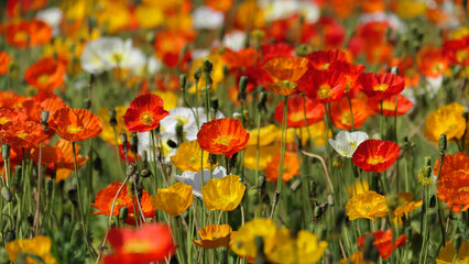 A field with many poppies, poppy field